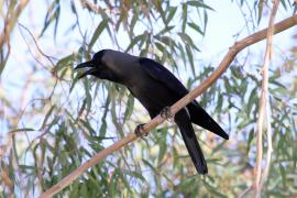 Wrona orientalna - Corvus splendens  - House Crow