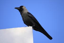 Wrona orientalna - Corvus splendens  - House Crow