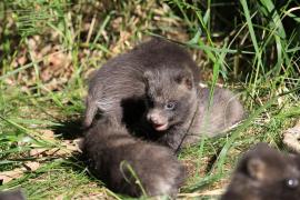 Jenot azjatycki - Nyctereutes procyonoides - Raccoon dog