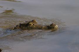 Krokodyl nilowy - Crocodylus niloticus - Nile crocodile