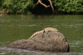 Krokodyl nilowy - Crocodylus niloticus - Nile crocodile