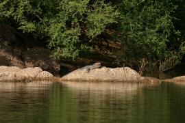 Krokodyl nilowy - Crocodylus niloticus - Nile crocodile