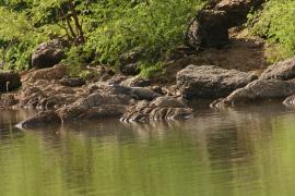 Krokodyl nilowy - Crocodylus niloticus - Nile crocodile