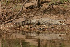 Krokodyl nilowy - Crocodylus niloticus - Nile crocodile