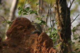 Waran nilowy - Varanus niloticus - Nile monitor