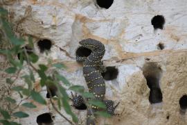 Waran nilowy - Varanus niloticus - Nile monitor