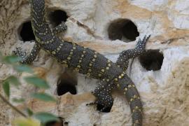 Waran nilowy - Varanus niloticus - Nile monitor