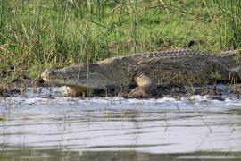 Krokodyl nilowy - Crocodylus niloticus - Nile crocodile