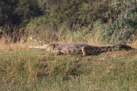 Krokodyl nilowy - Crocodylus niloticus - Nile crocodile