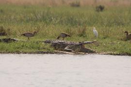 Krokodyl nilowy - Crocodylus niloticus - Nile crocodile