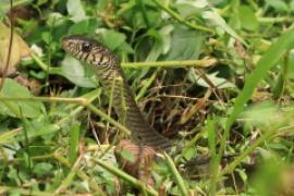 Indian rat snake - Ptyas mucosa