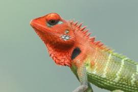 Zmiennogama pospolita - Calotes calotes - Green forest lizard 