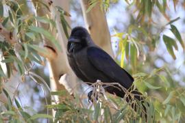 Wrona orientalna - Corvus splendens  - House Crow