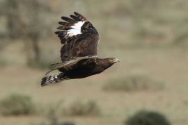 Orlik długoczuby - Lophaetus occipitalis - Long-crested Eagle