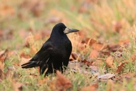 Gawron - Corvus frugilegus - Rook