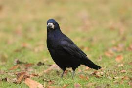 Gawron - Corvus frugilegus - Rook