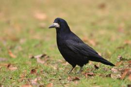 Gawron - Corvus frugilegus - Rook