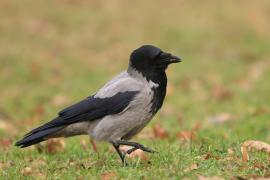 Wrona siwa - Corvus cornix - Hooded Crow