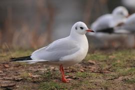 Śmieszka - Chroicocephalus ridibundus - Black-headed Gull