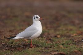 Śmieszka - Chroicocephalus ridibundus - Black-headed Gull
