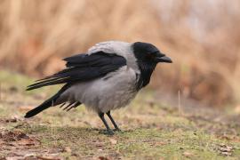 Wrona siwa - Corvus cornix - Hooded Crow