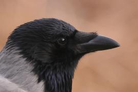 Wrona siwa - Corvus cornix - Hooded Crow