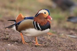 Mandarynka - Aix galericulata - Mandarin Duck