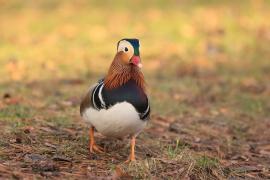 Mandarynka - Aix galericulata - Mandarin Duck