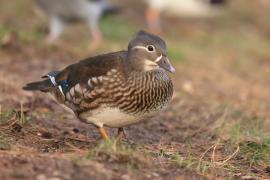 Mandarynka - Aix galericulata - Mandarin Duck