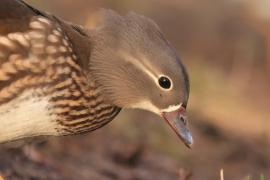 Mandarynka - Aix galericulata - Mandarin Duck