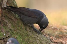 Kawka - Corvus monedula - Eurasian Jackdaw