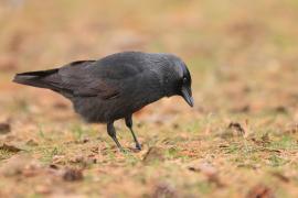 Kawka - Corvus monedula - Eurasian Jackdaw