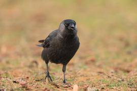 Kawka - Corvus monedula - Eurasian Jackdaw