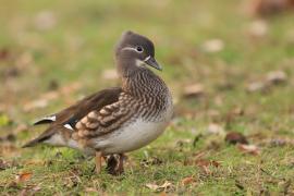 Mandarynka - Aix galericulata - Mandarin Duck