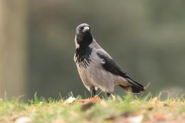 Wrona siwa - Corvus cornix - Hooded Crow
