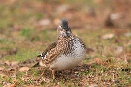 Mandarynka - Aix galericulata - Mandarin Duck