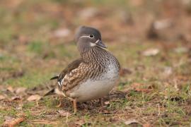 Mandarynka - Aix galericulata - Mandarin Duck