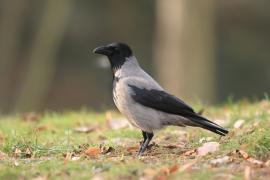 Wrona siwa - Corvus cornix - Hooded Crow
