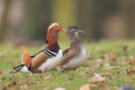 Mandarynka - Aix galericulata - Mandarin Duck