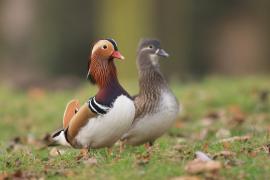 Mandarynka - Aix galericulata - Mandarin Duck