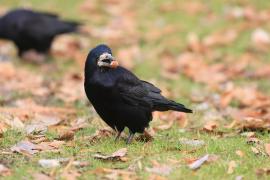 Gawron - Corvus frugilegus - Rook