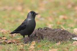 Kawka - Corvus monedula - Eurasian Jackdaw