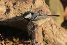 Sosnówka - Periparus ater - Coal Tit