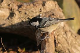 Sosnówka - Periparus ater - Coal Tit