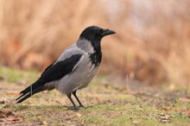 Wrona siwa - Corvus cornix - Hooded Crow