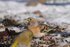 Jer - Fringilla montifringilla - Brambling