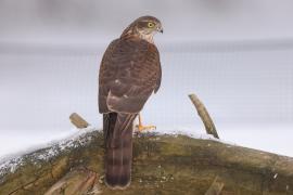 Krogulec - Accipiter nisus - Eurasian Sparrowhawk