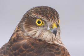 Krogulec - Eurasian Sparrowhawk