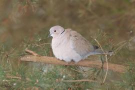 Sierpówka - Streptopelia decaocto - Eurasian Collared Dove