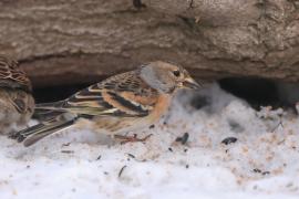 Jer - Fringilla montifringilla - Brambling